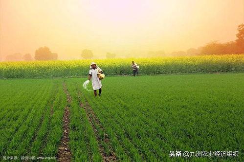 欧美种田用化肥吗视频,种田背后的真相