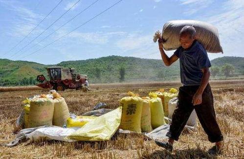 欧美种田用化肥吗视频,种田背后的真相