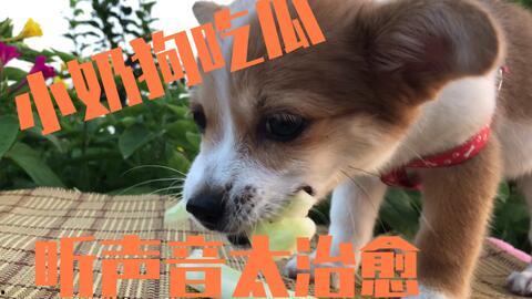 狗给主人吃瓜视频大全集