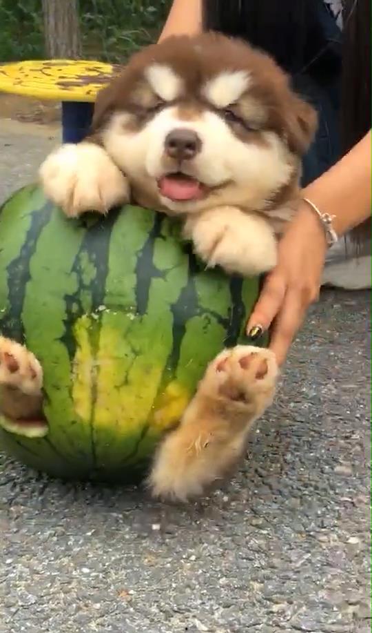 狗给主人吃瓜视频大全集