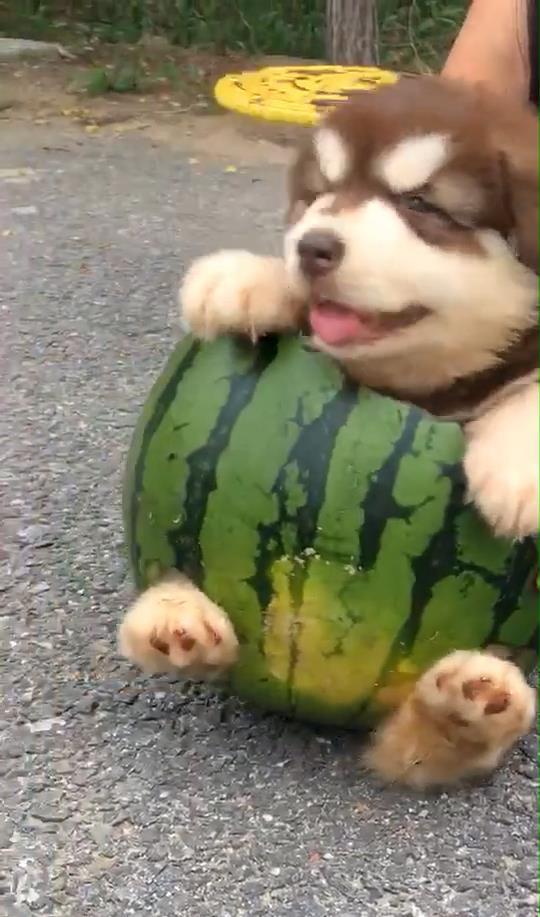 狗给主人吃瓜视频大全集