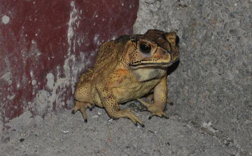 口水蛙吃瓜视频免费观看,揭秘热门视频背后的秘密