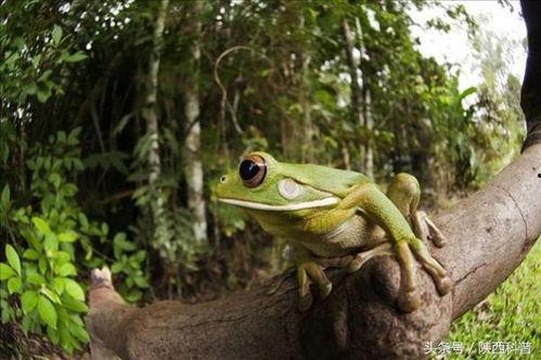 口水蛙吃瓜视频免费观看,揭秘热门视频背后的秘密