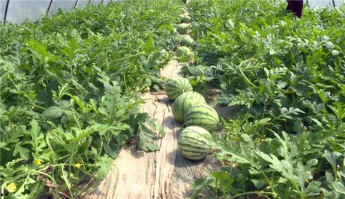 江苏近期的吃瓜事件视频,揭秘网络热议背后的真相