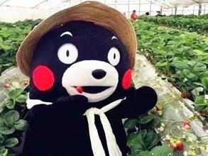 网红视频吃瓜困熊,吃瓜困熊背后的故事