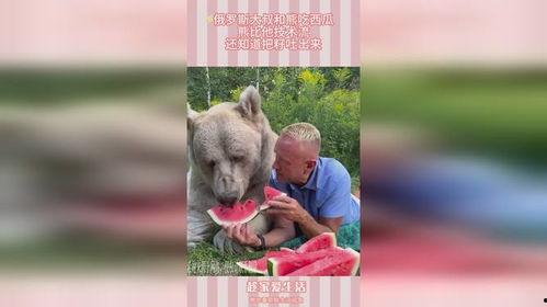 网红视频吃瓜困熊,吃瓜困熊背后的故事