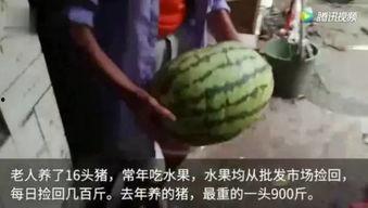 最新吃瓜视频怎么看的