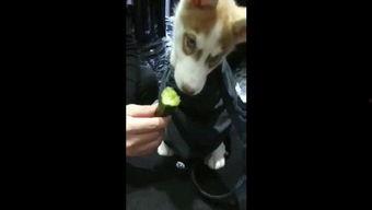 狗打架吃瓜视频播放