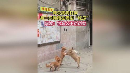 狗打架吃瓜视频播放