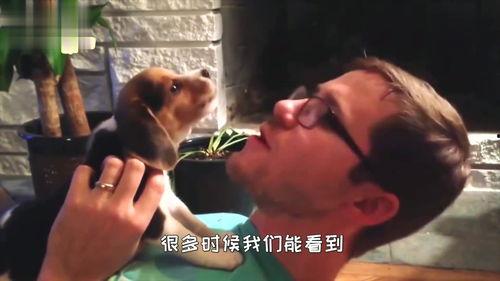 狗打架吃瓜视频播放