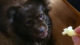 狗子于我吃瓜视频,揭秘宠物界的趣味瞬间