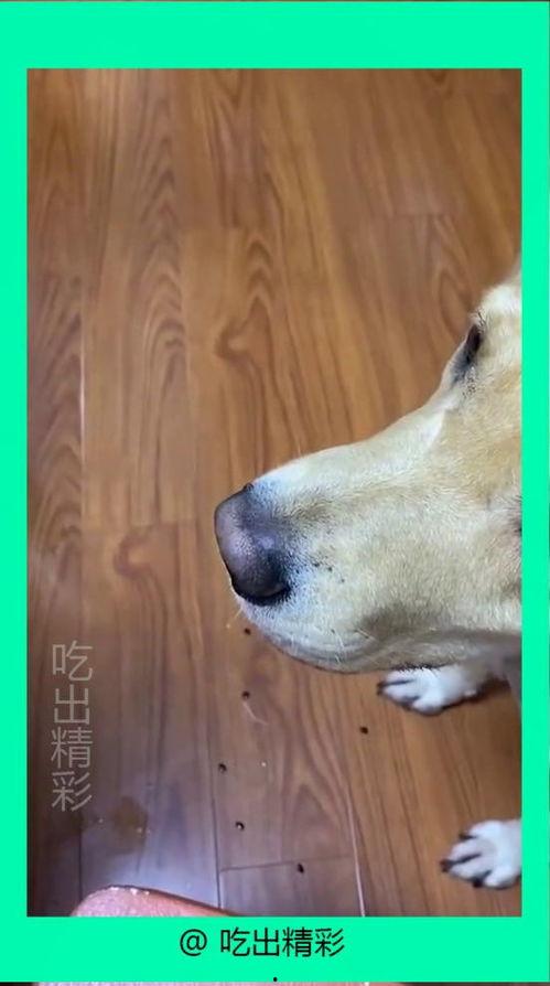 狗子于我吃瓜视频,揭秘宠物界的趣味瞬间