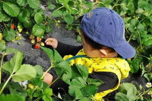 莲湖花园吃瓜事件视频完整版,视频完整版揭秘惊人真相