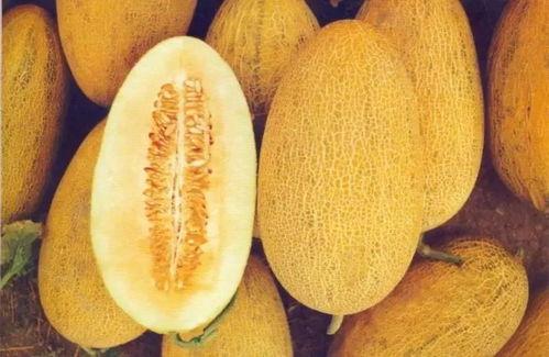 新疆动物吃哈密瓜视频播放,动物们的味蕾狂欢