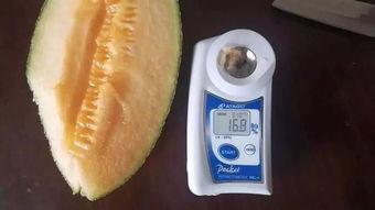 小西瓜吃小哈密瓜视频,吃小哈密瓜趣味横生