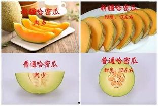 小西瓜吃小哈密瓜视频,吃小哈密瓜趣味横生