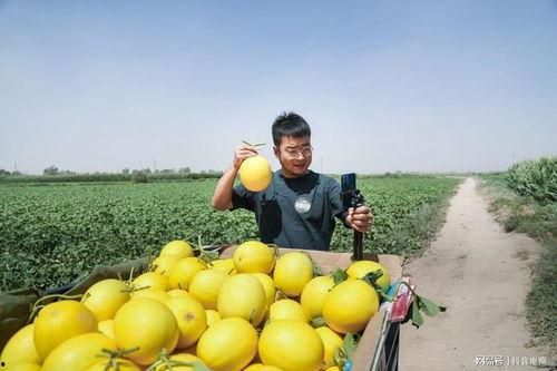 东方小孙吃蜜瓜视频,一场视觉与味蕾的双重盛宴