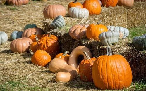 群众吃玫瑰瓜的视频